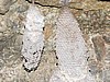 P4130305crop.JPG