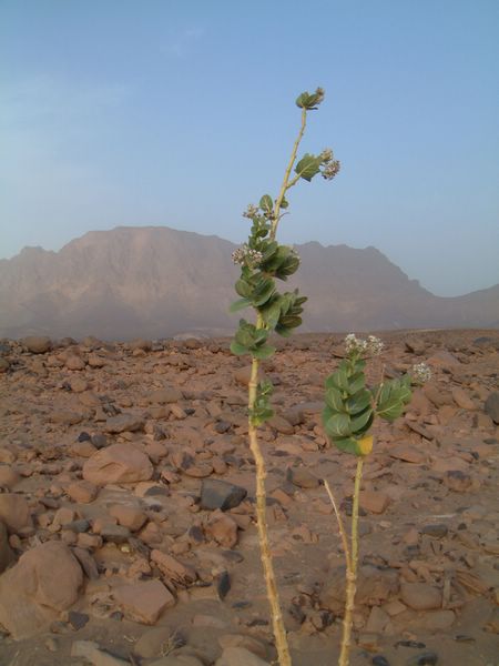 DSCF2097.JPG