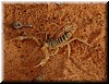 DSCF2055a.JPG