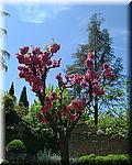 Gardens of the Alhambra