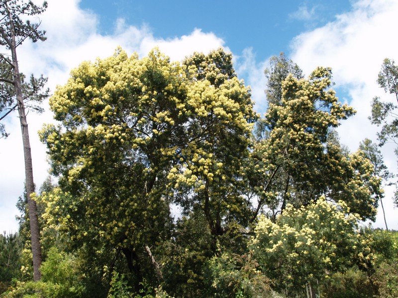 Mimosa