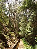 Levada Tornos