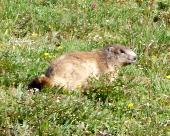 Plenty of marmots about