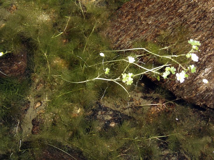 Algae in flower