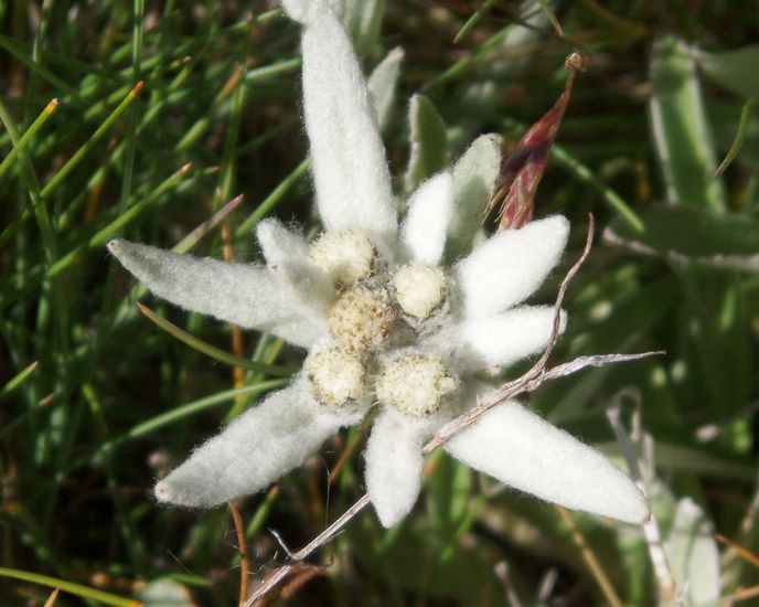 Plenty of Edelweiss on the way