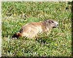 Plenty of marmots about