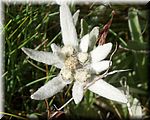 Plenty of Edelweiss on the way