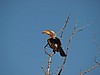 Yellow billed hornbill