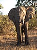 Our first elephant