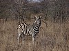 Zebra who's lost part of his tail