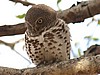 Barn owl