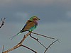 Lilac crested roller