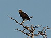 Bateleur Eagle