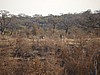 Rhinos
