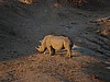 Whilst we were watching this rhino..
