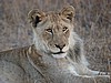 The young male