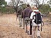 Off on a walking safari