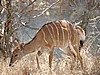 Kudu