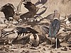 Vulture feeding