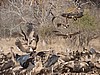 Vulture feeding