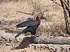 Red billed hornbill