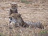 Cheetah with cub