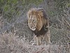 A beautiful male emerges from the bush