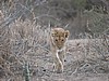 closely followed by the cubs. He's babysitting whilst the mothers are out shopping.