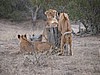The cubs playing