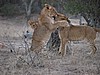 The cubs playing