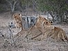 The cubs playing