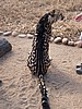 The king cheetah