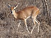 Bushbuck