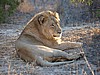 Another young lion