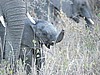 Baby elephant