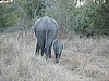 Baby elephant with mother