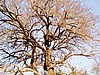 Tree with something in the branches