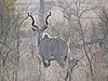 Nyala. Beautiful horns