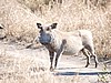 Warthog