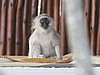 Meanwhile, back at the camp, a Vervet Monkey has installed himself on the outside bed
