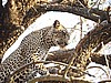 A leopard