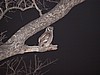 Greater Eagle owl