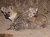 Spotted hyena with her cub