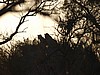 Two leopards glimpsed from afar atop a termite mound