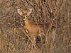 Steinbuck