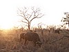 Buffalo at dawn