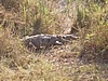 Croc