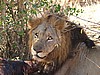 Lion keeping guard over a hippo carcass..