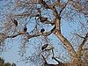 that the vultures would love to have