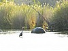 Egret and hippo